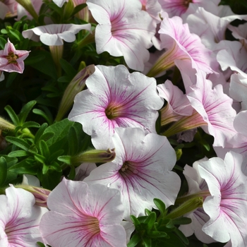 Petunia - ColorRush&trade; Pink Vein