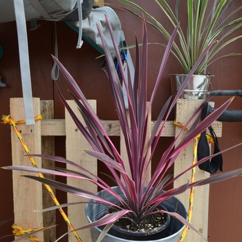 Cordyline (Torbay Palm) - Dance&trade; 'Paso Doble'
