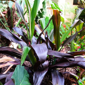 Cordyline fruticosa - 'Black Magic'