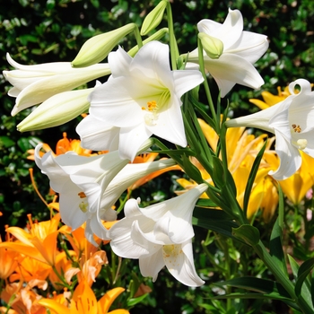 Lilium longiflorum - Easter Lily