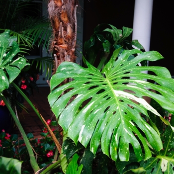 Monstera deliciosa - 'Cheesecake' Variegated Split-leaf Philodendron