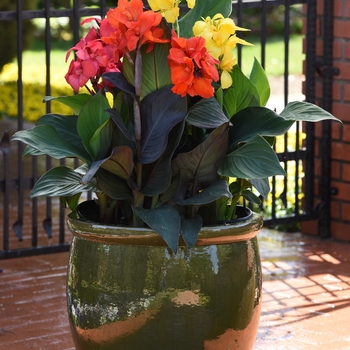 Canna x generalis (Canna Lily) - Cannova&reg; 'Bronze Orange'