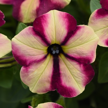 Petunia - Headliner&trade; Banana Cherry Swirl