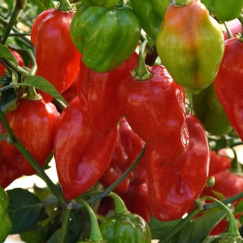 Capsicum chinense - 'Primero Red' Pepper