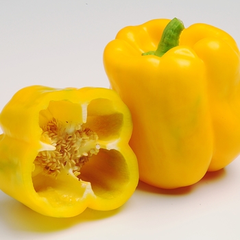 Capsicum annuum - 'Admiral' Bell Pepper