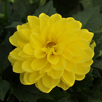 Dahlia - Dahlietta&reg; 'Julia'