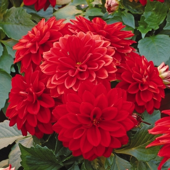 Dahlia - Dahlietta&reg; 'Tessy'