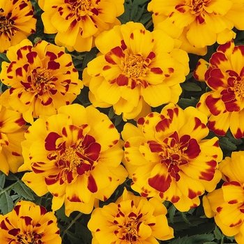 Tagetes patula (French Marigold) - Durango&reg; Bolero