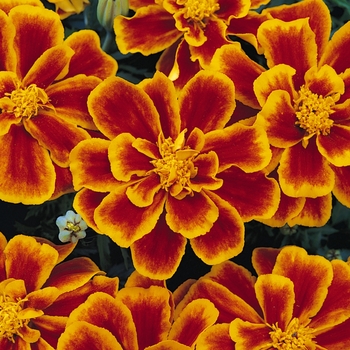 Tagetes patula (French Marigold) - Durango&reg; Flame