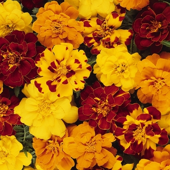 Tagetes patula (French Marigold) - Durango&reg; Outback Mix