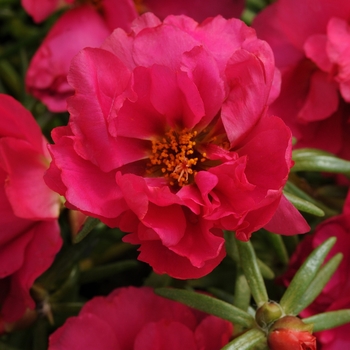 Portulaca grandiflora (Moss Rose, Purslane) - Happy Hour&trade; 'Fuchsia'