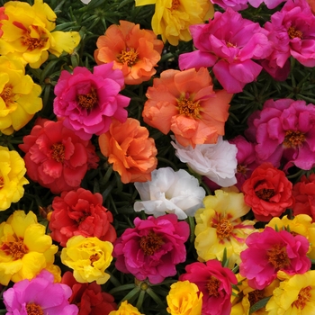 Portulaca grandiflora (Moss Rose, Purslane) - Happy Hour&trade; 'Mix'