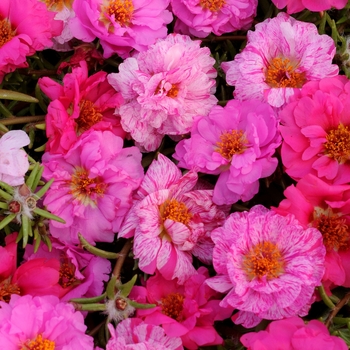 Portulaca grandiflora (Moss Rose, Purslane) - Happy Hour&trade; 'Pink Passion Mixture'