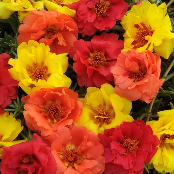 Portulaca grandiflora (Moss Rose, Purslane) - Happy Hour&trade; 'Tropical Mix'
