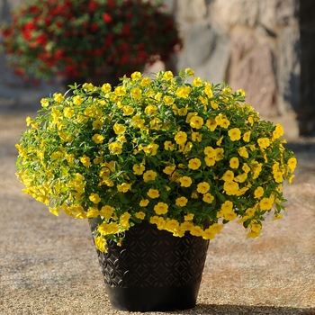 Calibrachoa (Trailing Petunia) - Cabaret&reg; 'Deep Yellow'