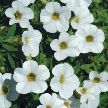Calibrachoa (Mini Petunia) - Cabaret&reg; 'Bright White Improved'