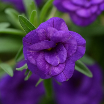 Calibrachoa (Trailing Petunia) - MiniFamous&reg; 'Double Blue'