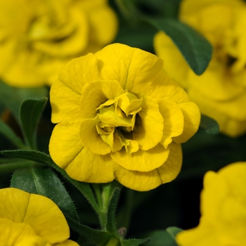 Calibrachoa (Trailing Petunia) - MiniFamous&reg; 'Double Deep Yellow'