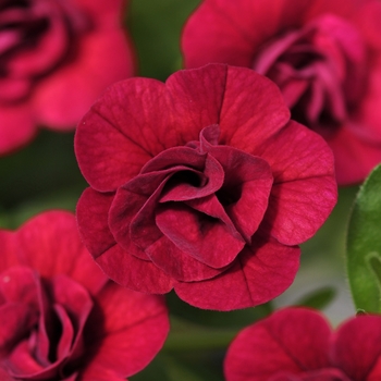 Calibrachoa (Trailing Petunia) - MiniFamous&reg; 'Double Magenta'