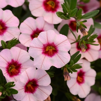 Calibrachoa (Mini Petunia) - MiniFamous&reg; Neo 'Salmon Pink+Eye'