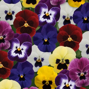 Viola cornuta (Pansy) - Sorbet&reg; XP 'Blotch Mixture'