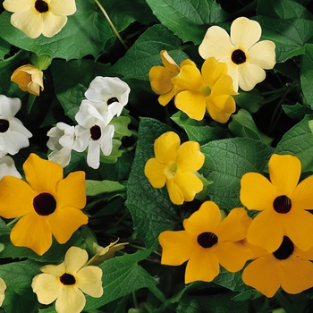 Thunbergia alata (Black-eyed Susan Vine) - Susie&trade; 'Mix'
