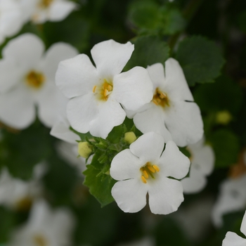Sutera cordata (Bacopa) - MegaCopa&trade; White
