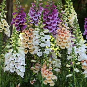 Digitalis purpurea (Foxglove) - 'Dalmatian Mix'