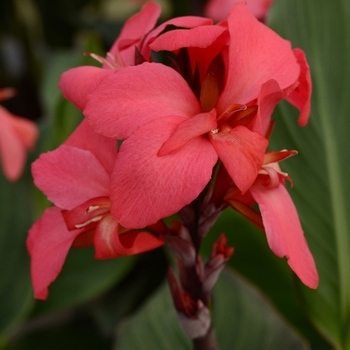 Canna x generalis (Canna Lily) - Cannova&reg; 'Rose'