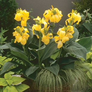 Canna x generalis (Canna Lily) - Cannova&reg; 'Yellow'