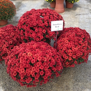 Chrysanthemum x morifolium (Mum) - Belgian Mums&reg; 'Amadora Red'