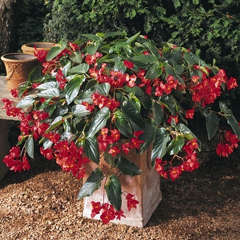 Begonia - Dragon Wing&reg; 'Red'