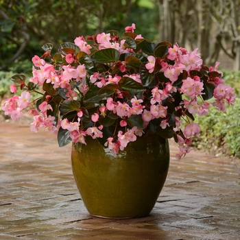 Begonia - Megawatt&trade; 'Pink Bronze Leaf'
