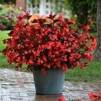 Begonia - Megawatt&trade; Red Bronze Leaf Improved