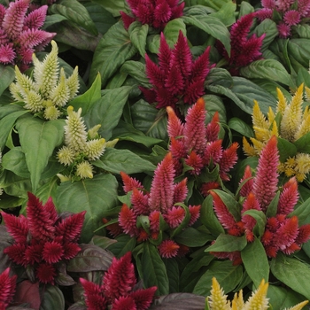 Celosia (Cockscomb) - Kosmo 'Mix'