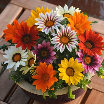 Gazania rigens - New Day&reg; 'Mix'