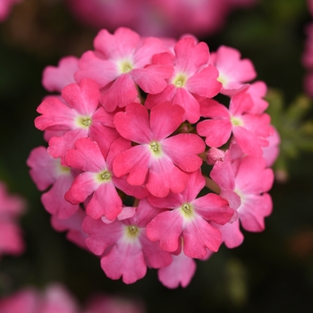 Verbena peruviana - Firehouse&trade; 'Pink Improved'