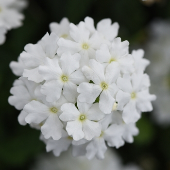 Verbena peruviana - Firehouse&trade; 'White Improved'
