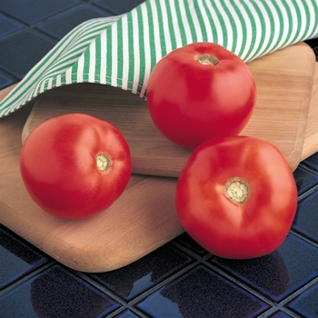 Lycopersicon esculentum - 'Mountain Spring' Tomato