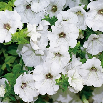 Petunia - Surfinia&reg; 'White Improved'