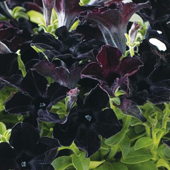 Petunia - Crazytunia&reg; 'Black Mamba'