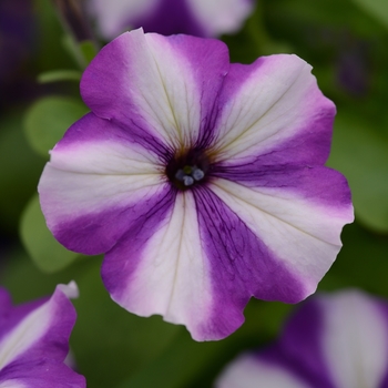 Petunia - Headliner&trade; Blueberry Swirl
