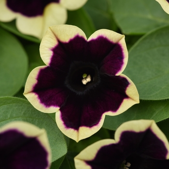 Petunia - Headliner&trade; Dark Saturn