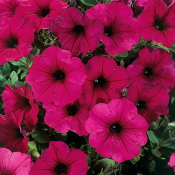 Petunia - Headliner&trade; Electric Purple Improved