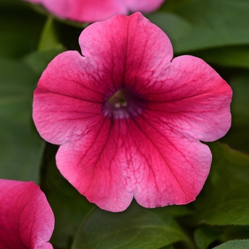 Petunia - Headliner&trade; Lipstick