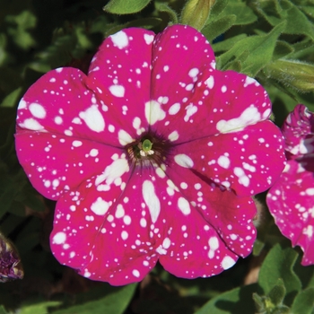 Petunia - Headliner&trade; Pink Sky Improved