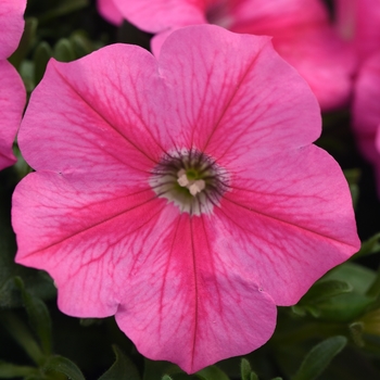 Petunia - Headliner&trade; 'Pink Star'