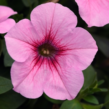 Petunia - Headliner&trade; Pink Vein