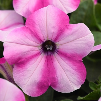 Petunia - Headliner&trade; Raspberry Star