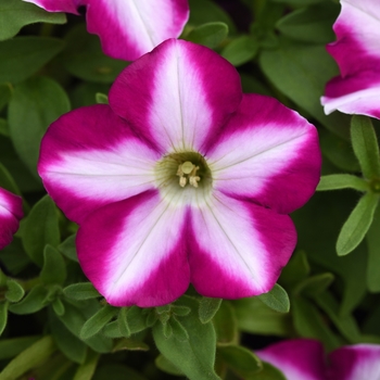 Petunia - Headliner&trade; Raspberry Swirl